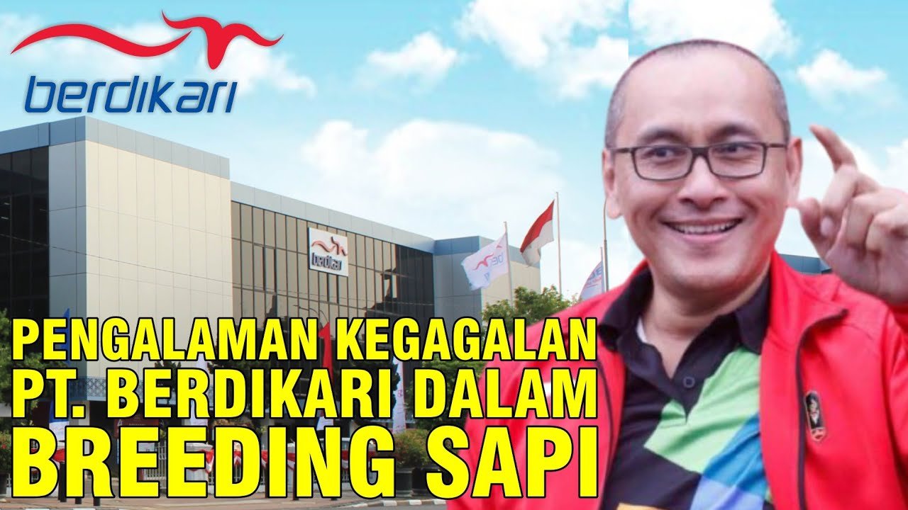 Pengalaman Gagal Bisnis Sapi PT. Berdikari Dalam Breeding Sapi.jpg